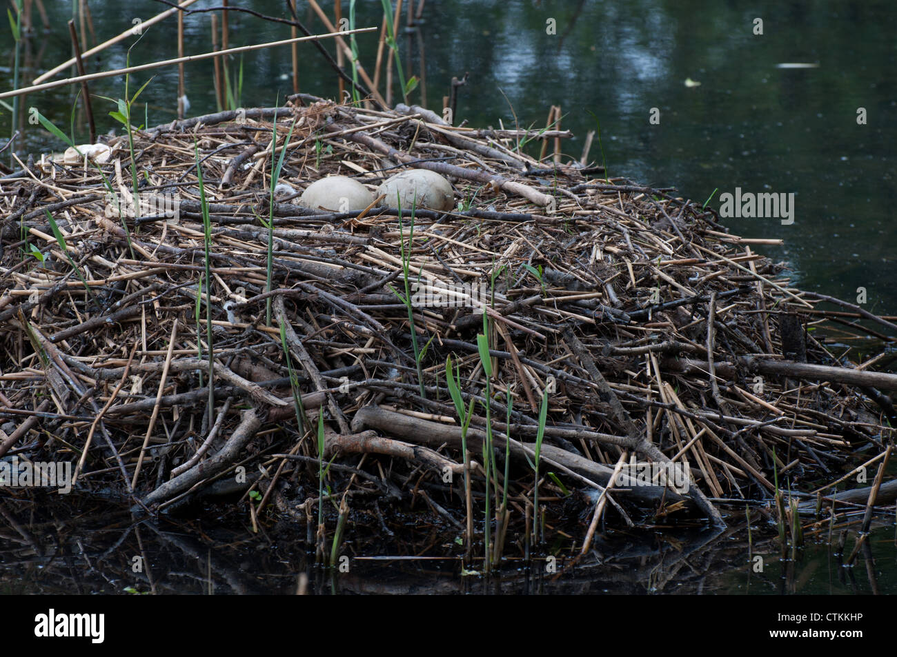 abandoned eggs in swan`s nest Stock Photo